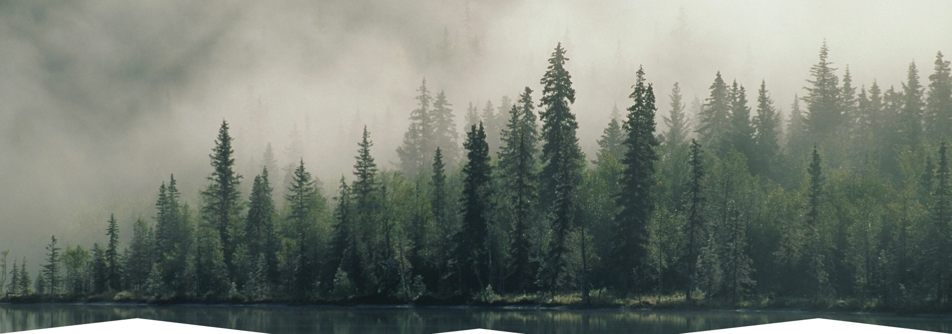las, mgła
